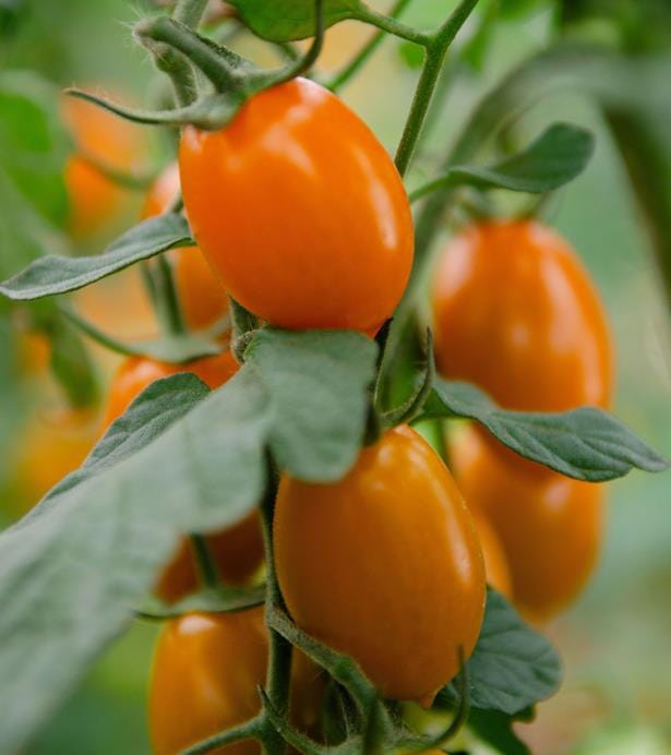 Datterino-arancione-finagricola_cosi-come-Copy Nuova sfida per Finagricola: arriva il pomodoro datterino arancione dedicato ai consumatori